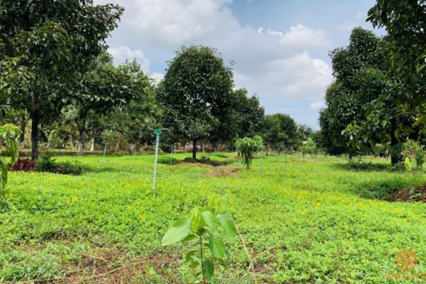 Ủy quyền trong giao dịch đất trồng cây lâu năm